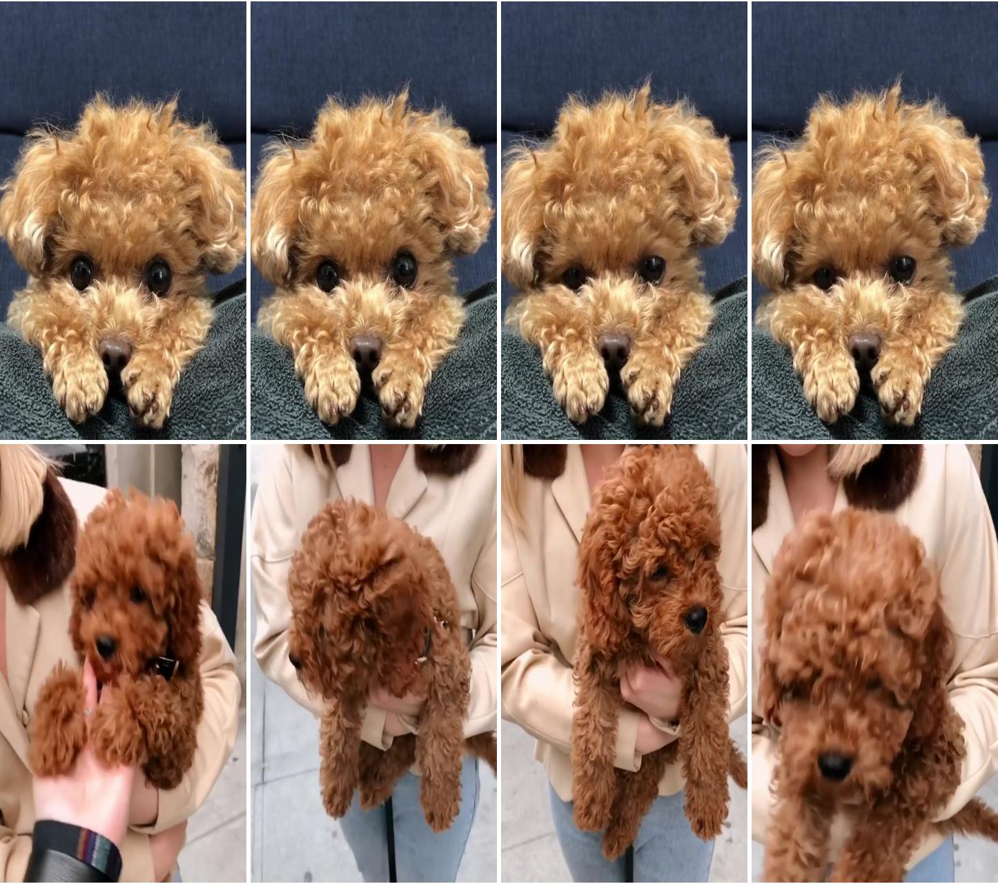 Cutest poodle puppy; video of curly dog