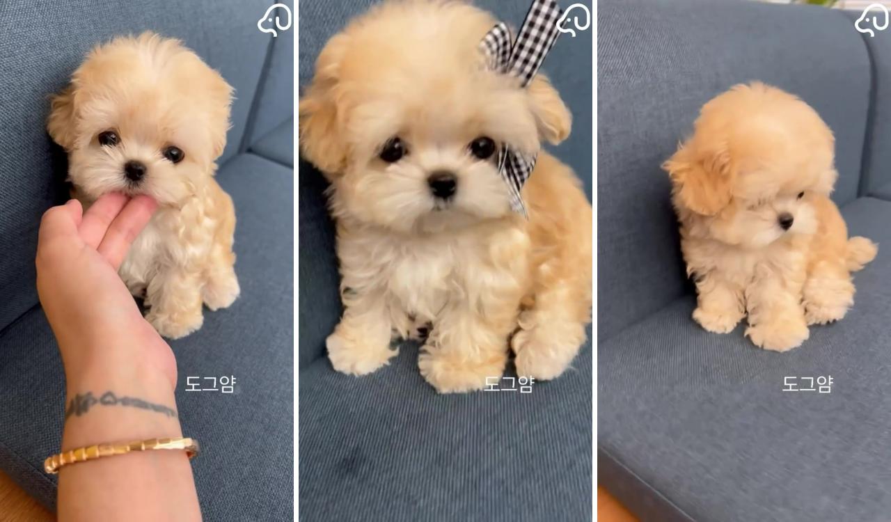Cutest puppies ever; cute fluffy puppies