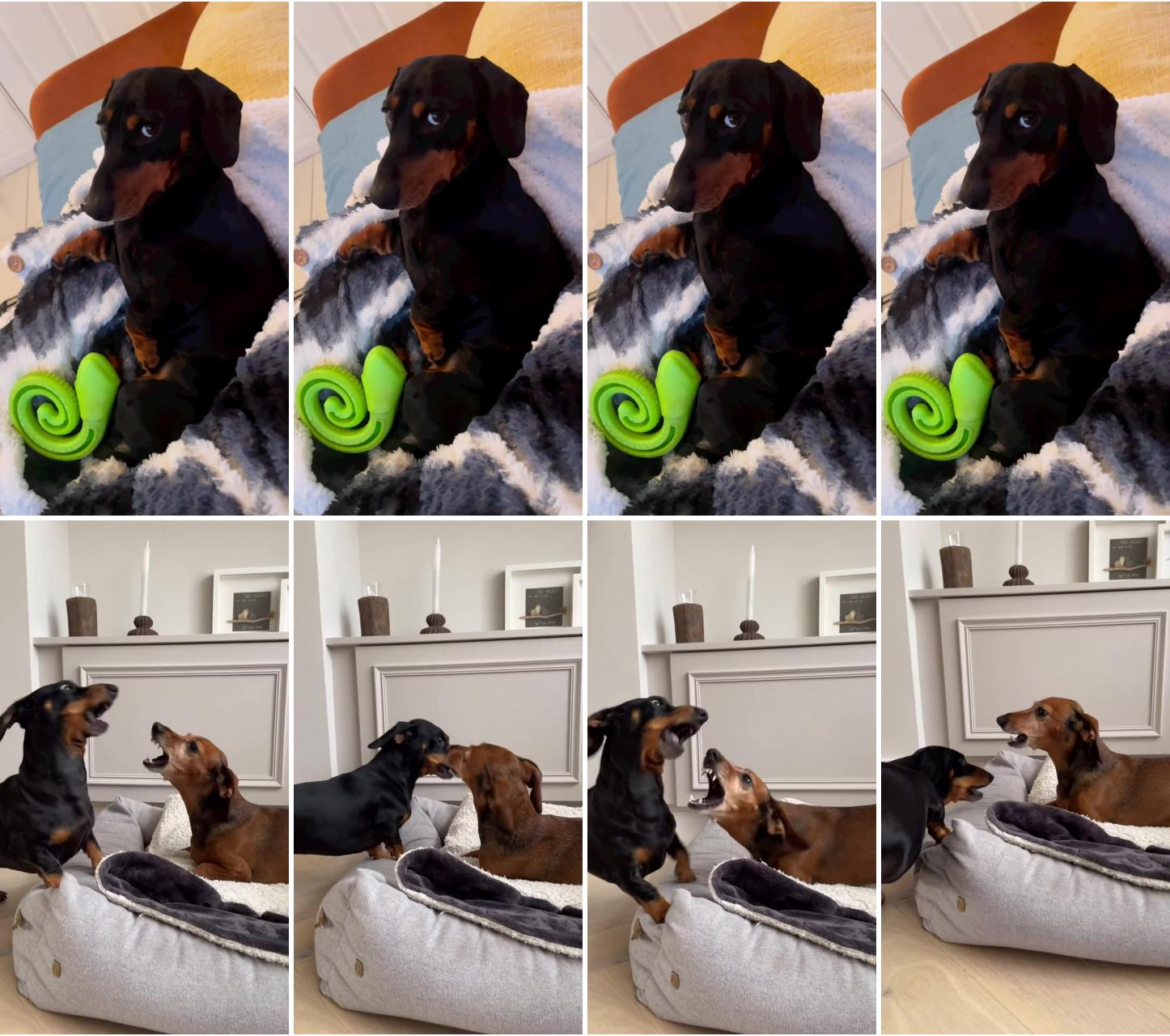 Dachshund adoption; dachshund breed