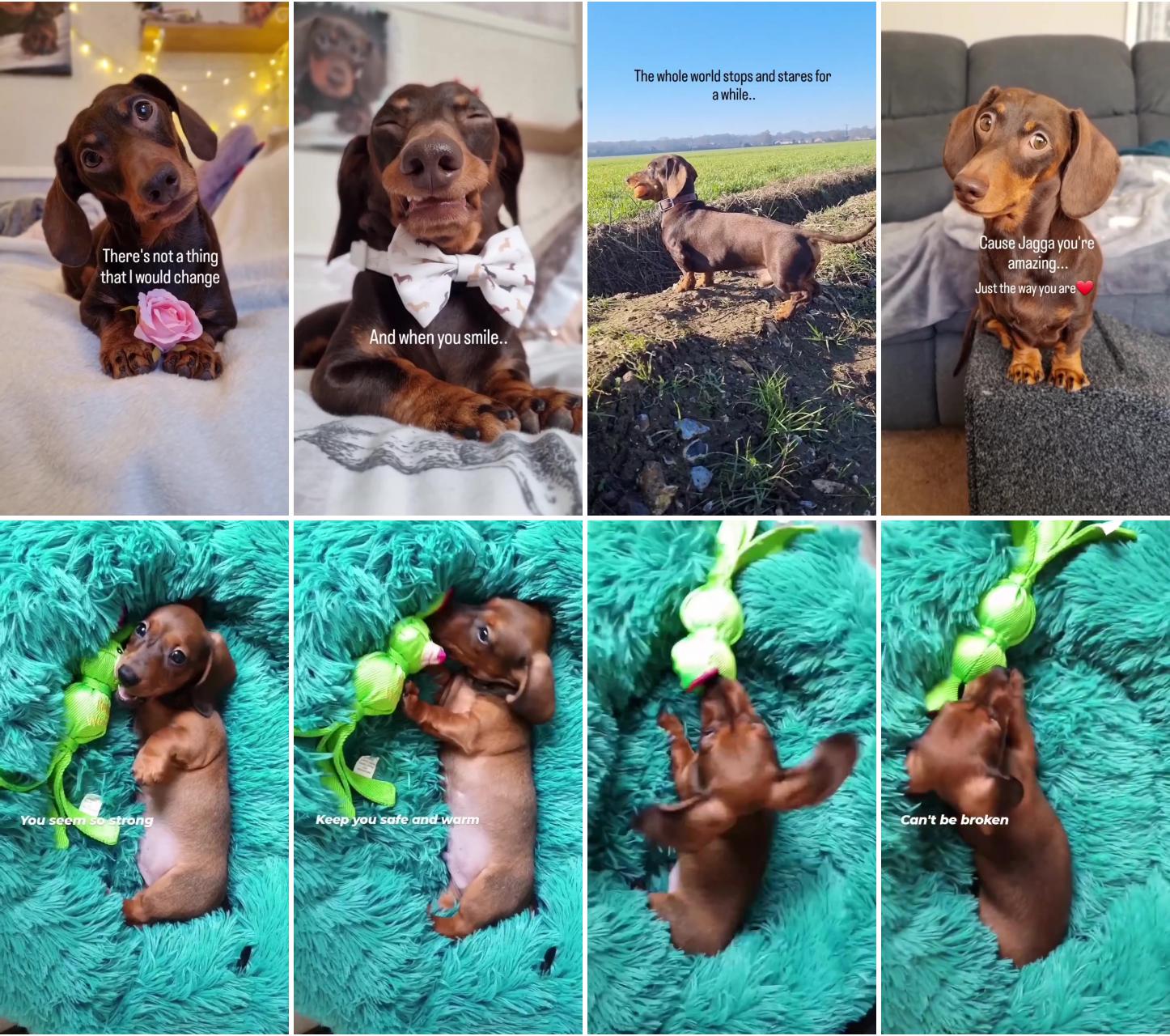 Dachshund cuties; cute dachshund puppy video