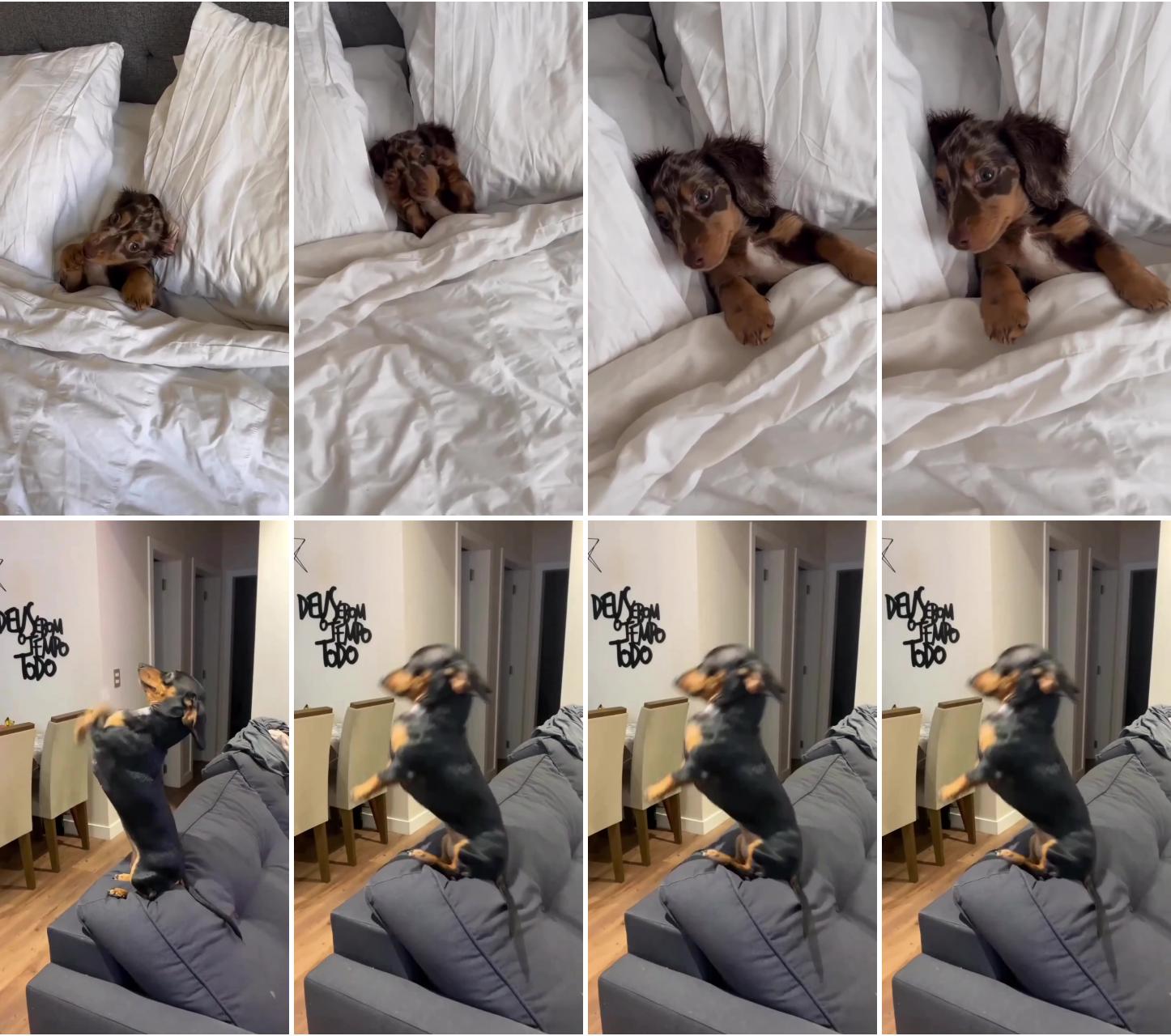 Dachshund funny videos; dachshund playing time