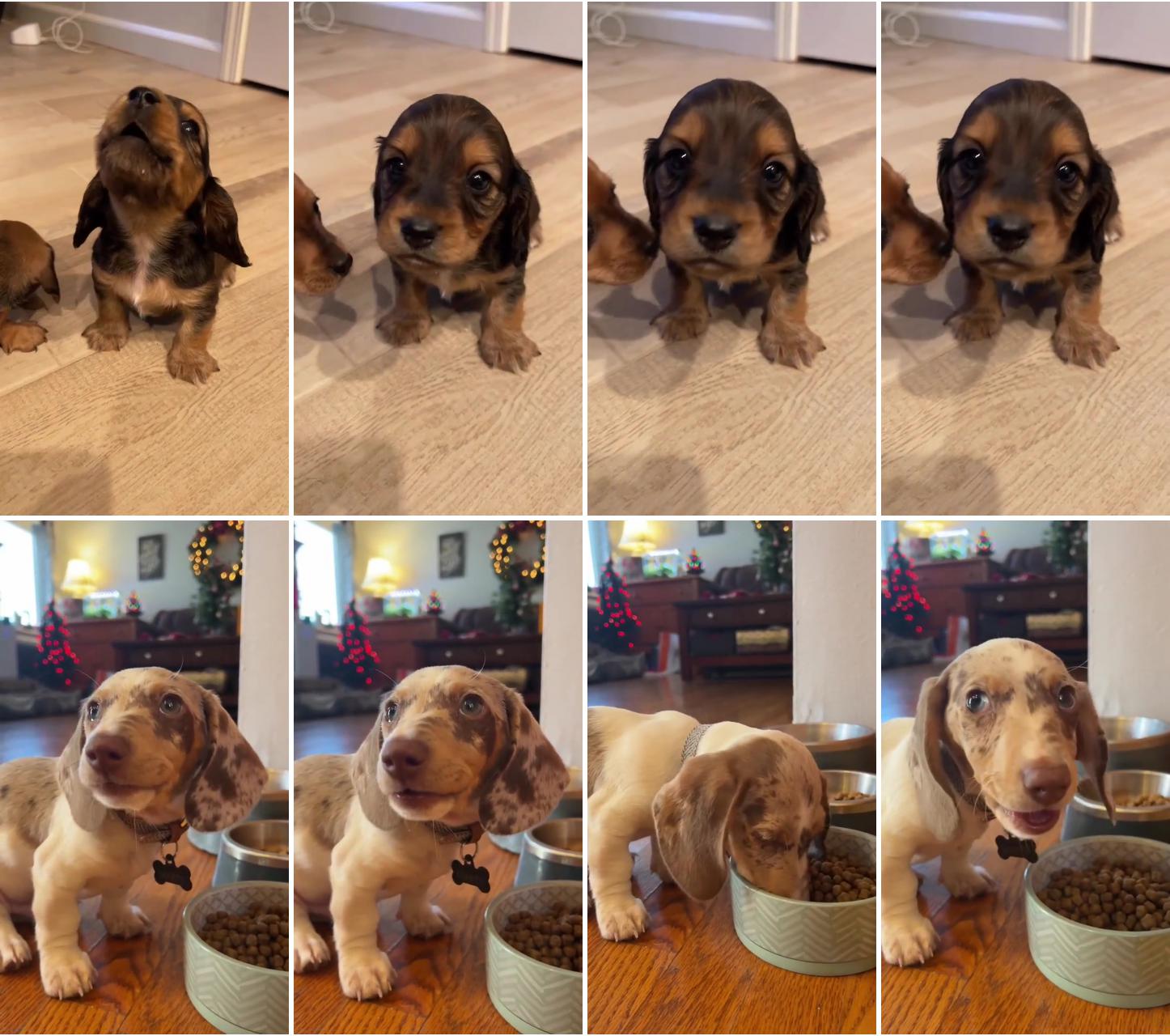 Dachshund videos; dachshund puppy - christmas morning breakfast