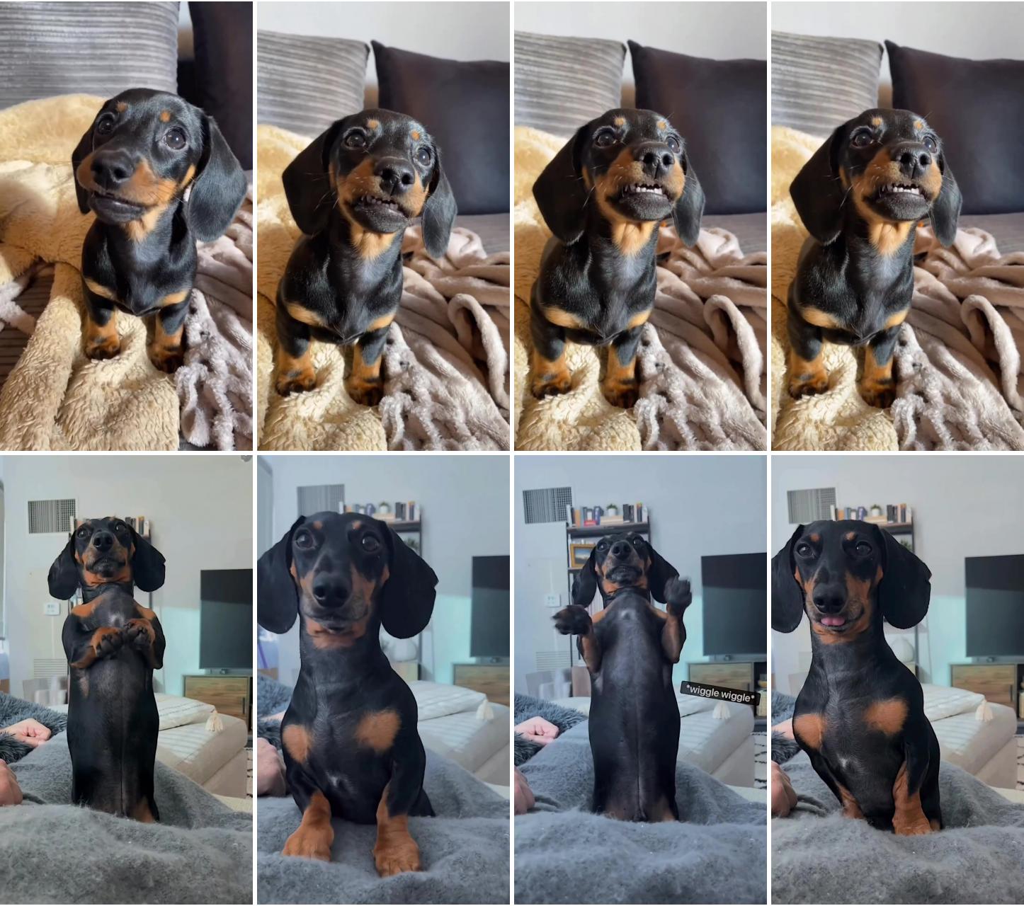 Dachshund videos; dachshund videos