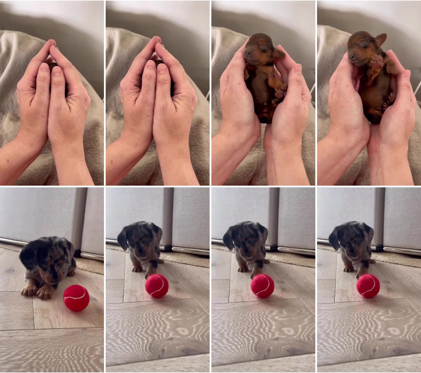 Dachshund videos; got my first ball today