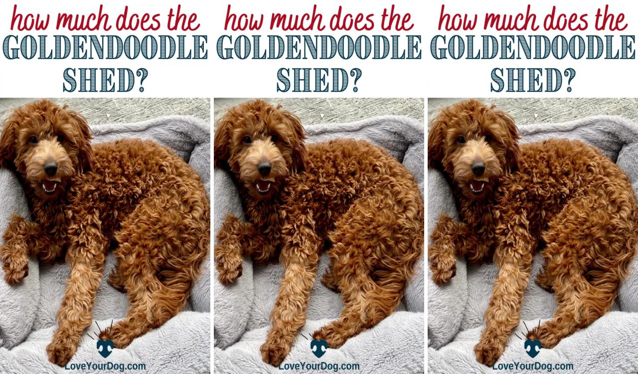 Do goldendoodles shed yes, but how much can you expect; dog information