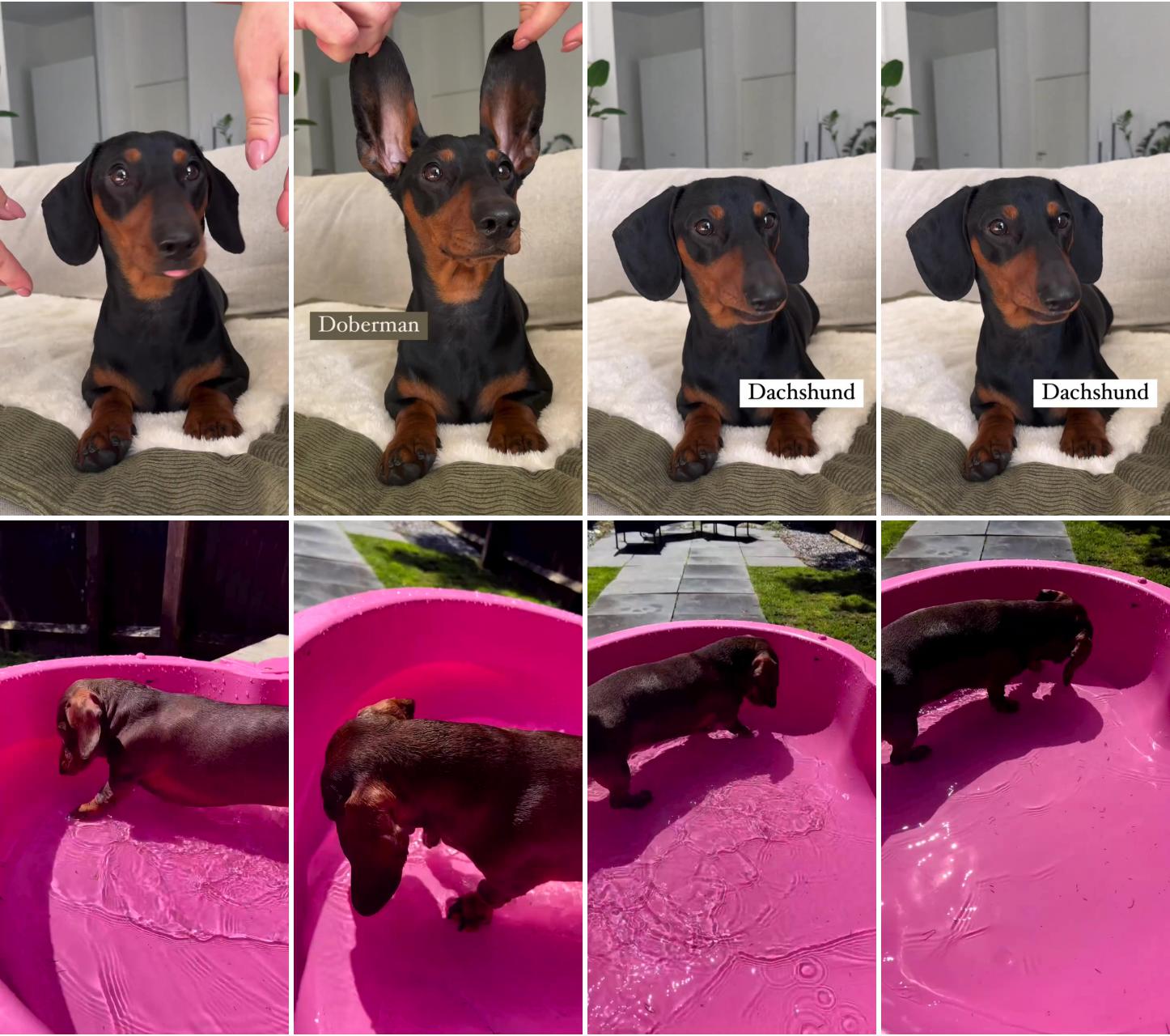 Doberman or dachshund ; such a dedicated cleaning lady 