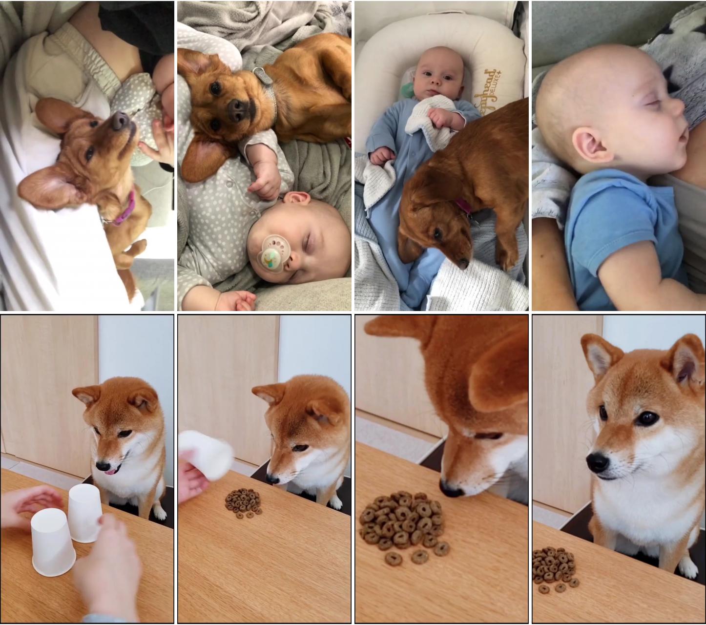 Dog and baby love; playing a prank on my dog, funny dogs, cute puppy, adorable pets