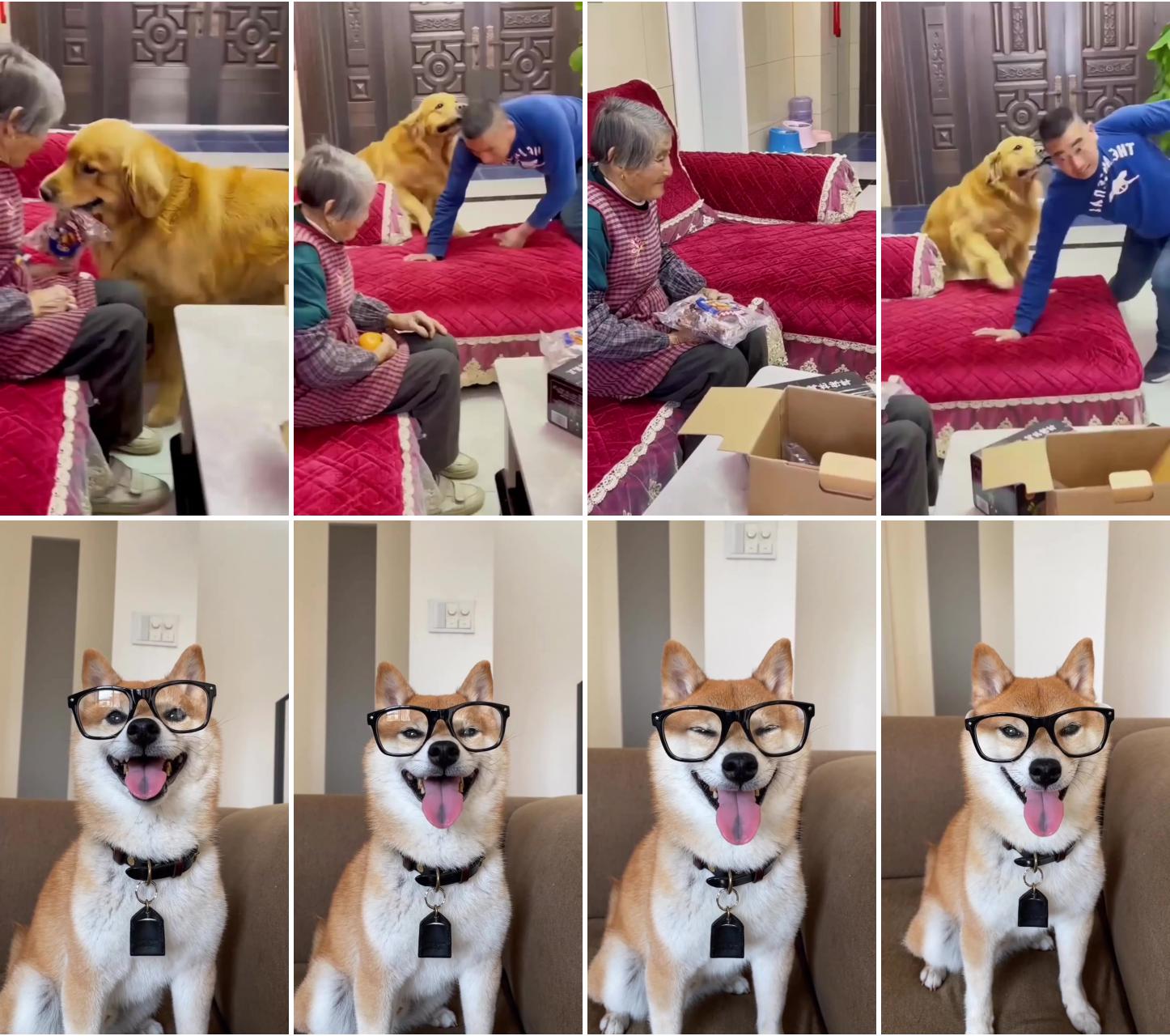 Dog behavior training; super cute shiba inu puppy wears glasses  fluffy and beautiful dog in hilariously funny video