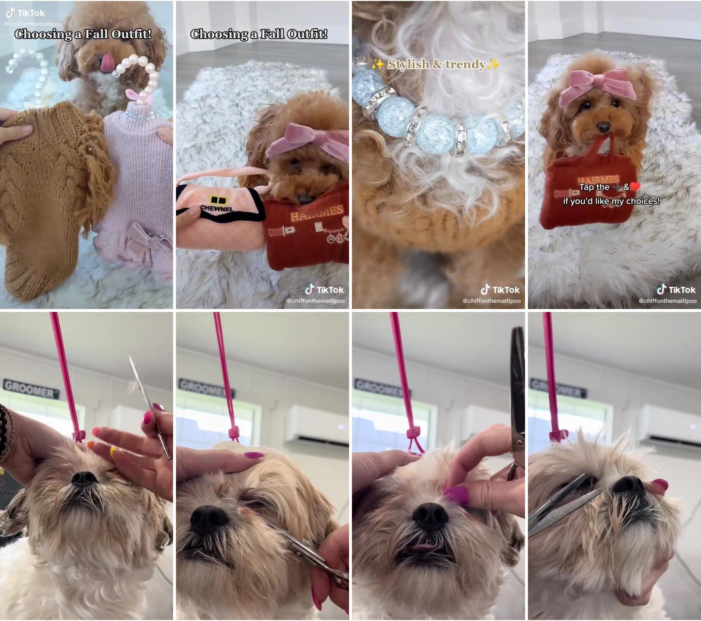 Dress up with chiffon the maltipoo; diy pet grooming at home