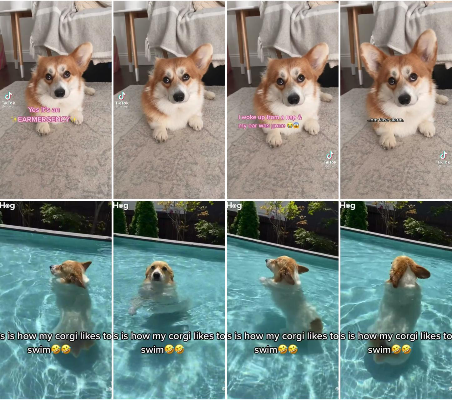 Emergency ; cute corgi dog swimming 