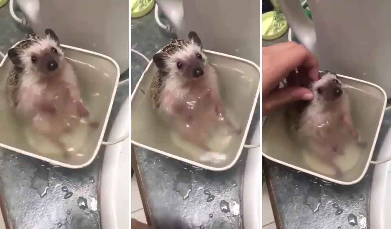 Enjoy this baby hedgehog taking a bath; cute wild animals