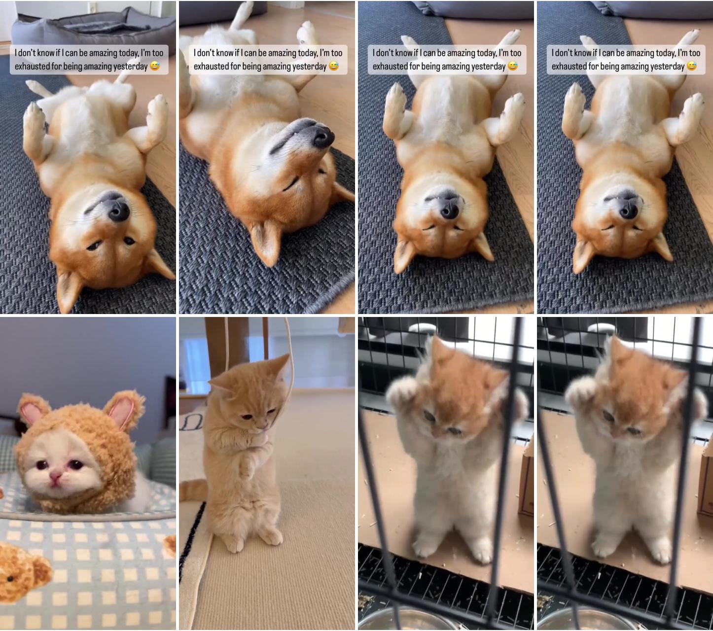 Exhausted  shiba inu puppy  plays dead  - hilarious  video; look at the cutest people around you