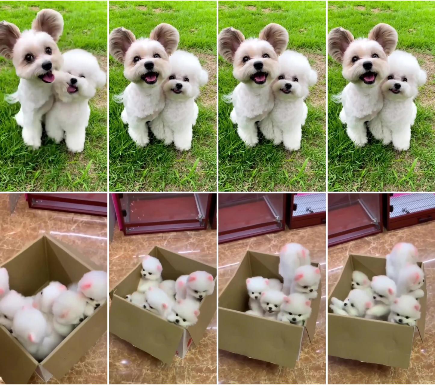 Friendship; teacup pomeranian puppies: cute fur balls in carton 