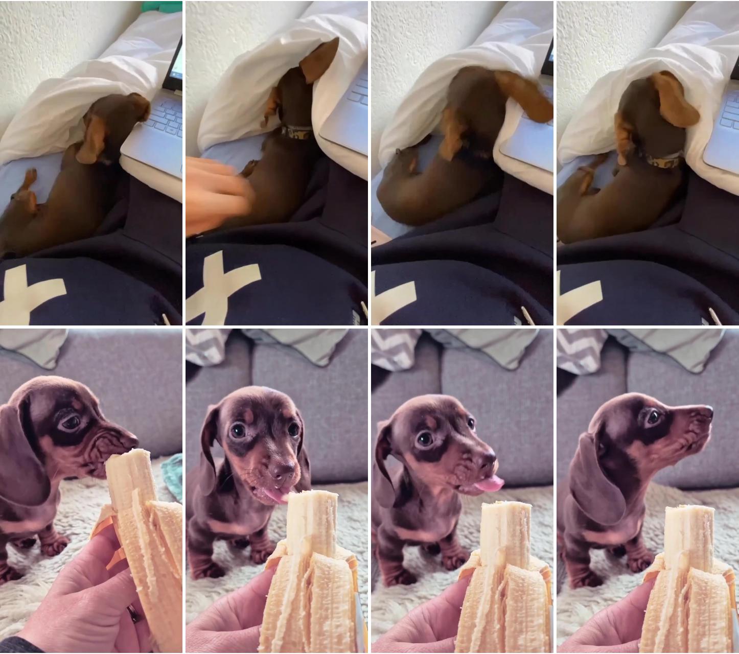  funny dachshund puppy lap tug of war ; dachshund videos