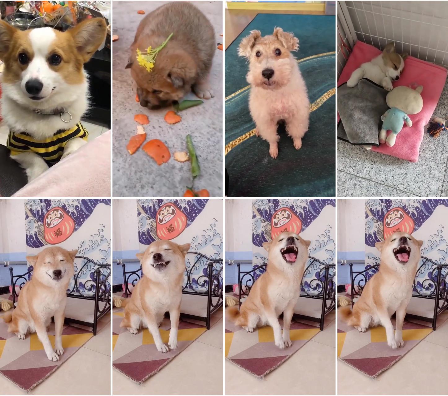 Funny dog collection; this dog has a great musical ability. i really hope he takes a special music class