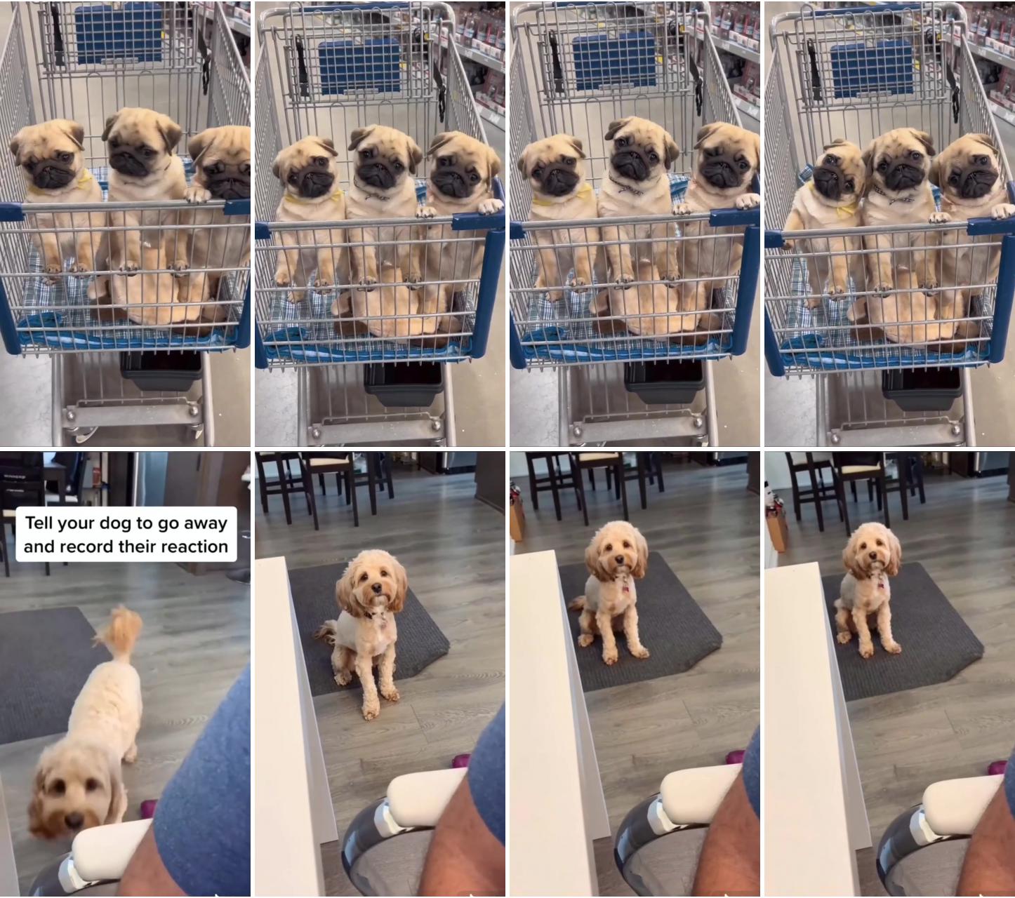  funny pug puppies in shopping cart  adorable love declaration from hooman ; tell your dog to go away and record their reaction