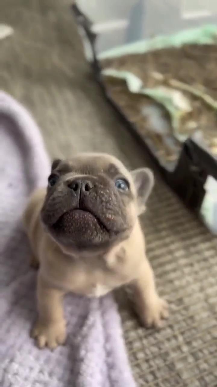 Get ready to fall in love with these adorable pug puppies this little cuteness will steal your heart; frenchie force