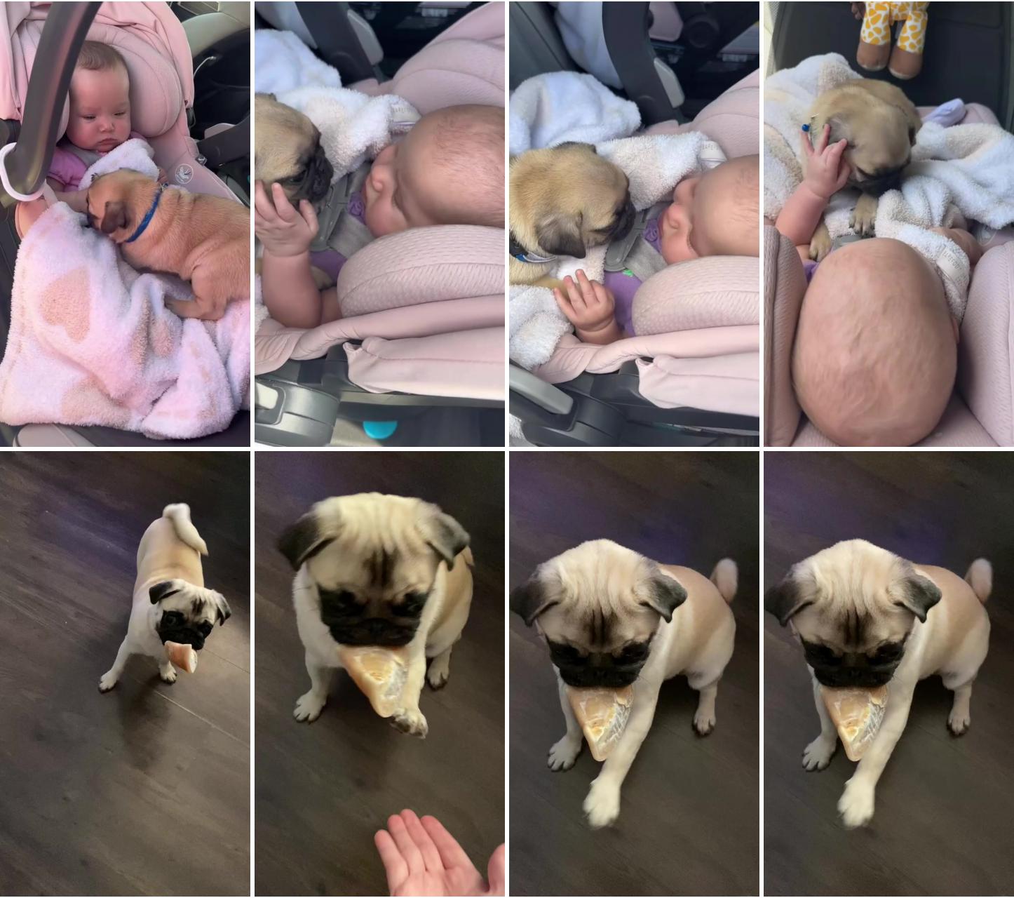 Give me five, pug luv, pug amazing video; cute baby pugs