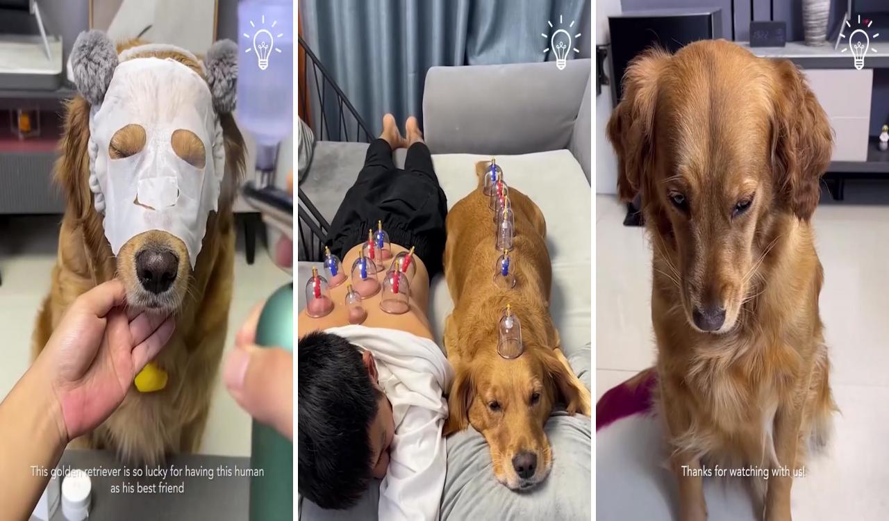 Golden retriever getting special relaxing treatment; mans best friend