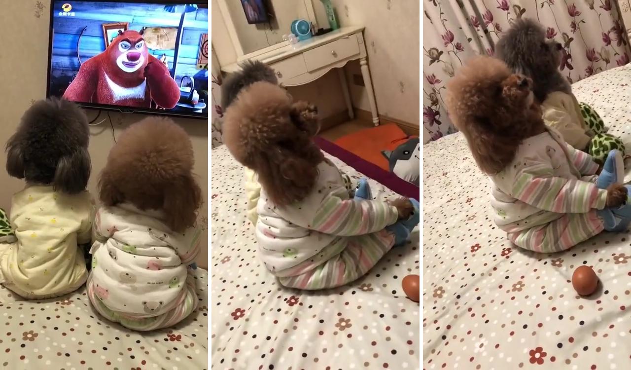 Good teddy brothers are watching tv together; very cute puppies