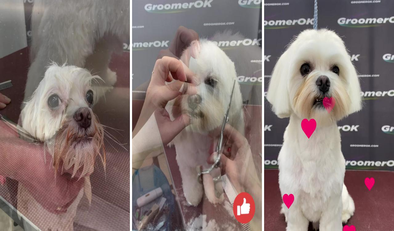 Groomerok; dog grooming shih tzu