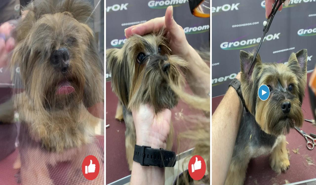 Groomerok; yorkie puppy haircuts