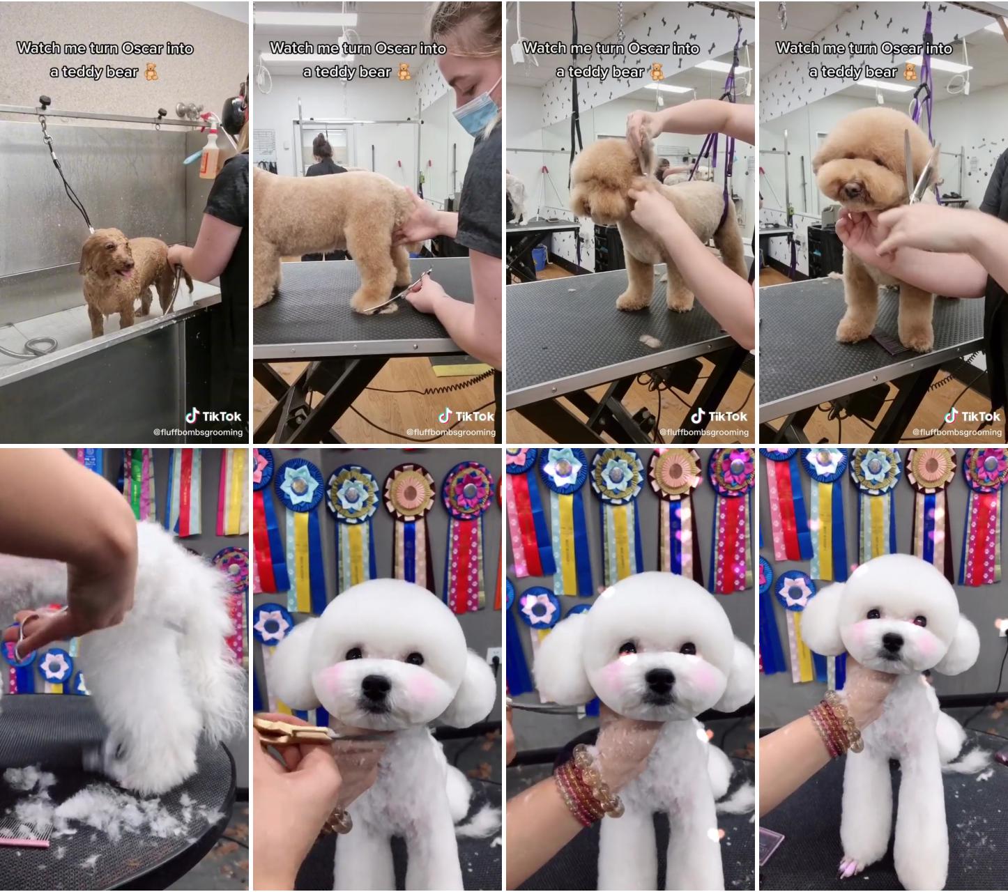 Grooming a dog into a teddy bear; dog repair hair