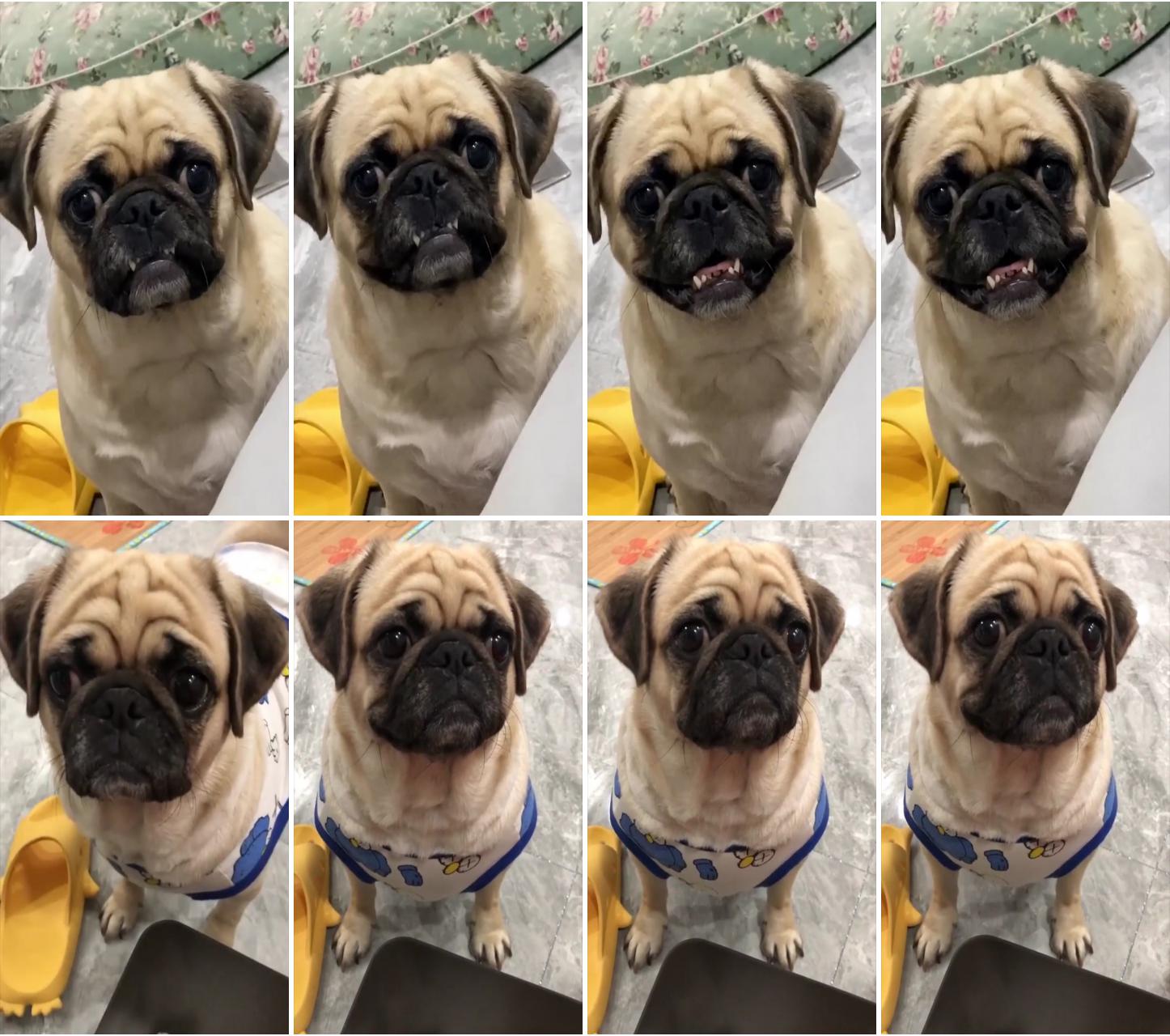 Ha ha ha what a face showing this pug; how to train your pug sit, stay, lay down, come, and more