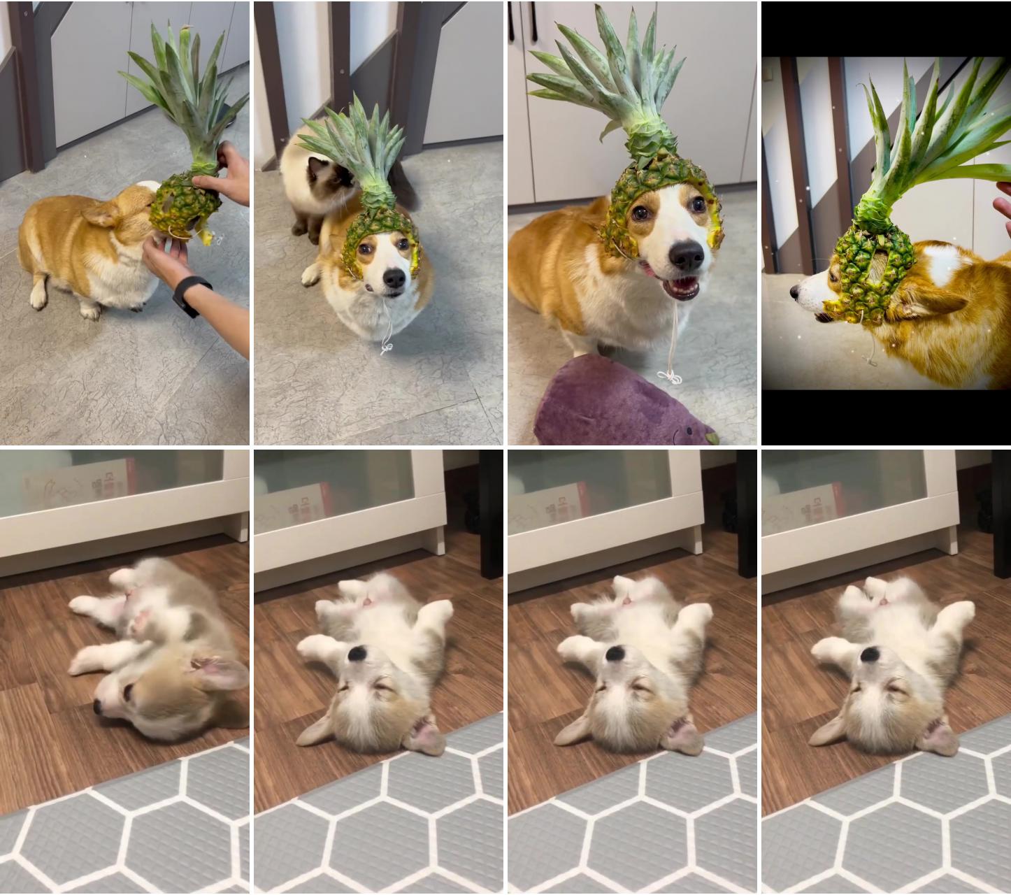 Handmade pineapple helmet; cute corgi puppy 