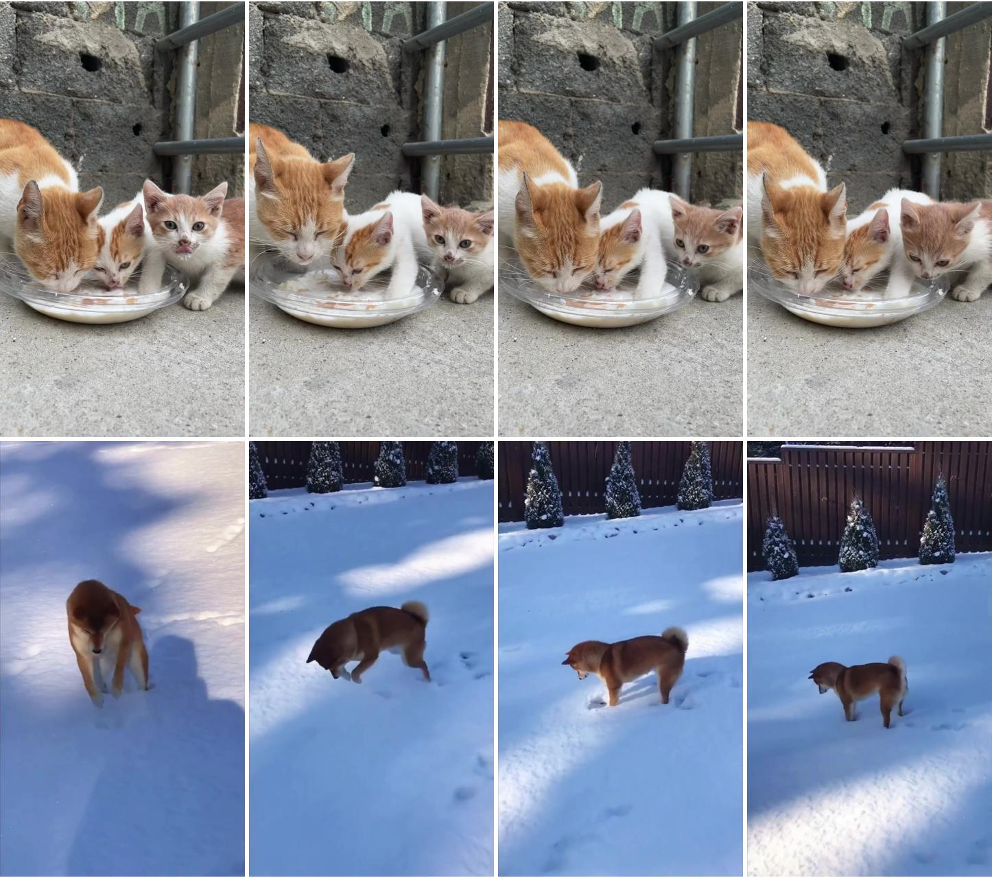 Happy dog playing in the snow; cute funny animals