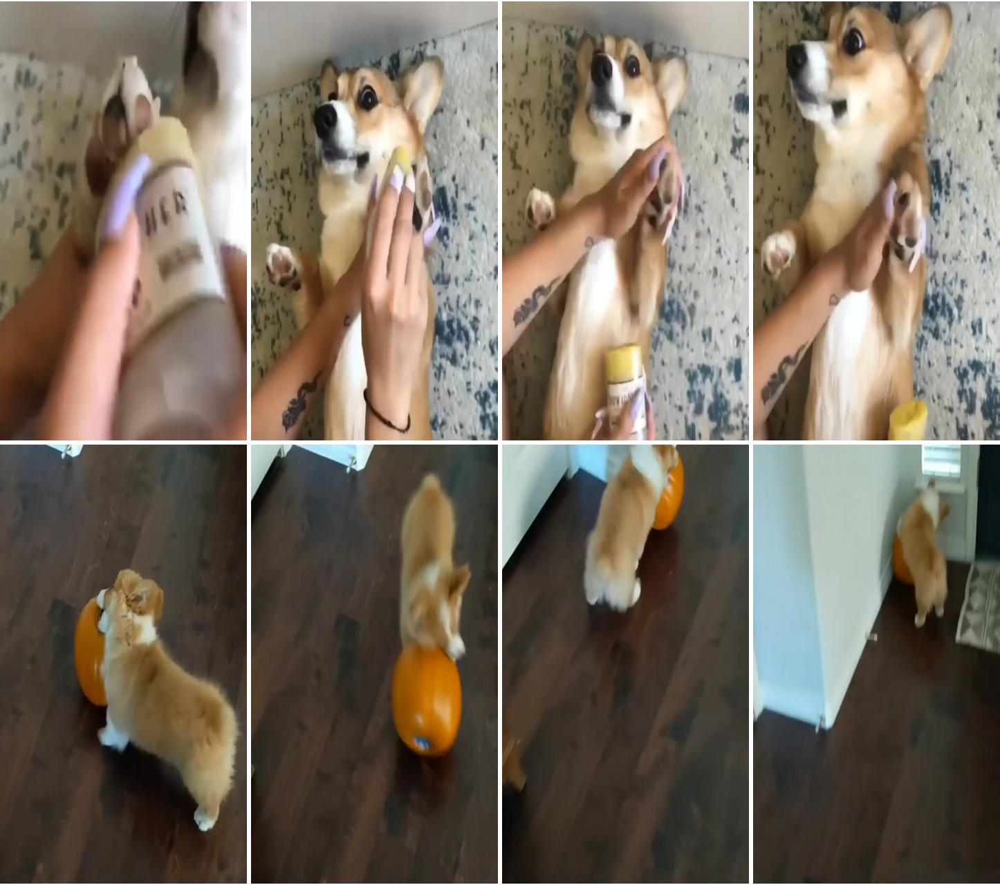 Heck is this toy hooman can i eat it  #corgilife #corgilove #corgiclub #corgination #corgipup; hold tight friend,, will take you to the upstair  #corgilife #corgilove #corgiclub #corginati