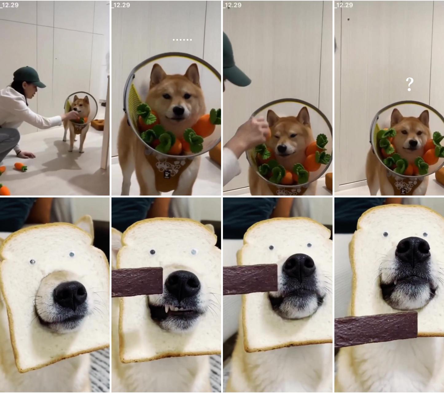  hilariously funny shiba inu puppy playtime with hooman watch the cute and adorable moments ; dog cake 