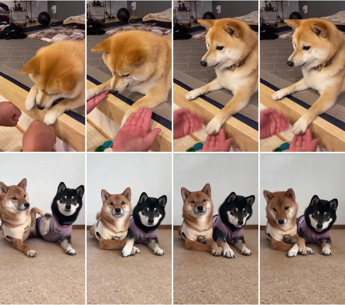 Hilariously funny shiba inu puppy trick: adorable dog's comical complaints over treats prank ;  #dog #dogs #doghouse