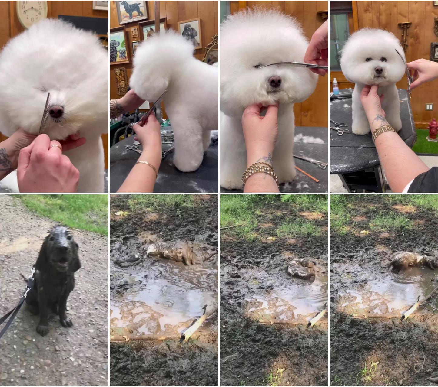 How to create the perfect bichon face; definitely a 1510  good job elsa 