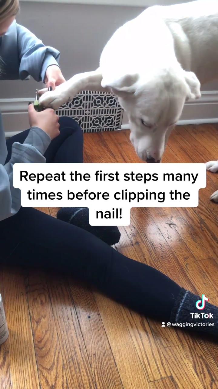 How to introduce nail clippers; service dog training