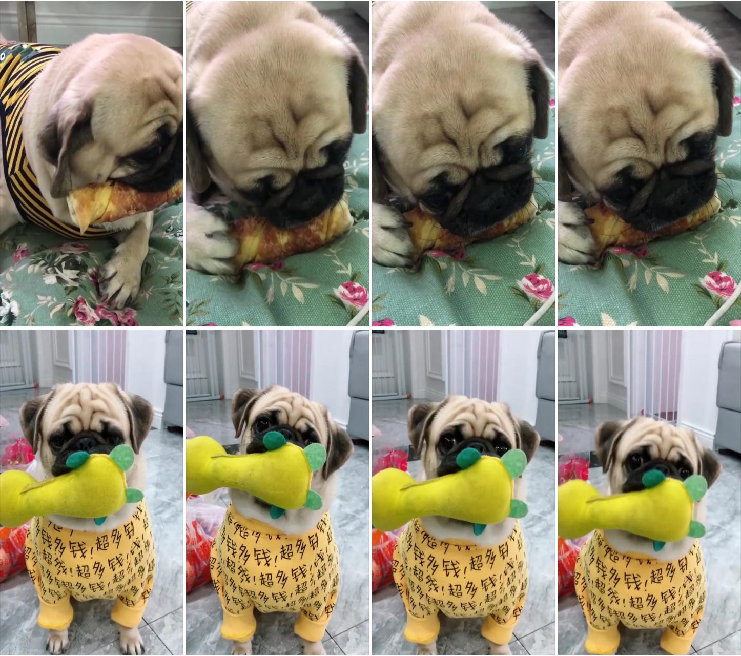 How to travel with a pug can they fly; how to train your pug sit, stay, lay down, come, and more