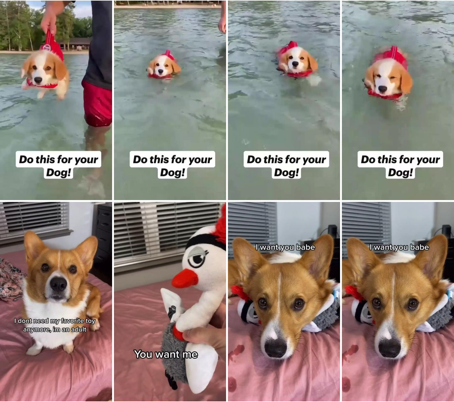 I'll be a expert swimmer soon. ; corgi wants his toy, cute dog videos #cutecorgi #smartcorgi #smartdog #dog #corgi