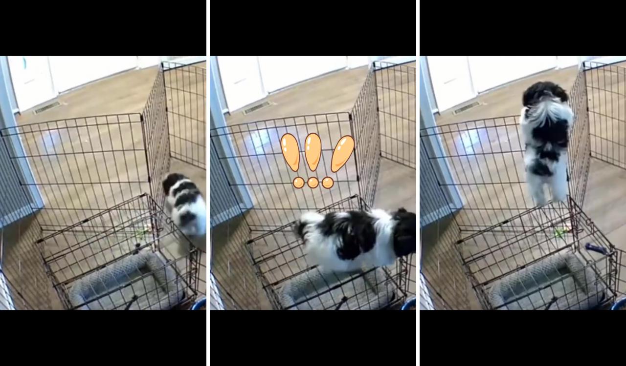 Intelligent puppy spectacular prison break; cute wild animals