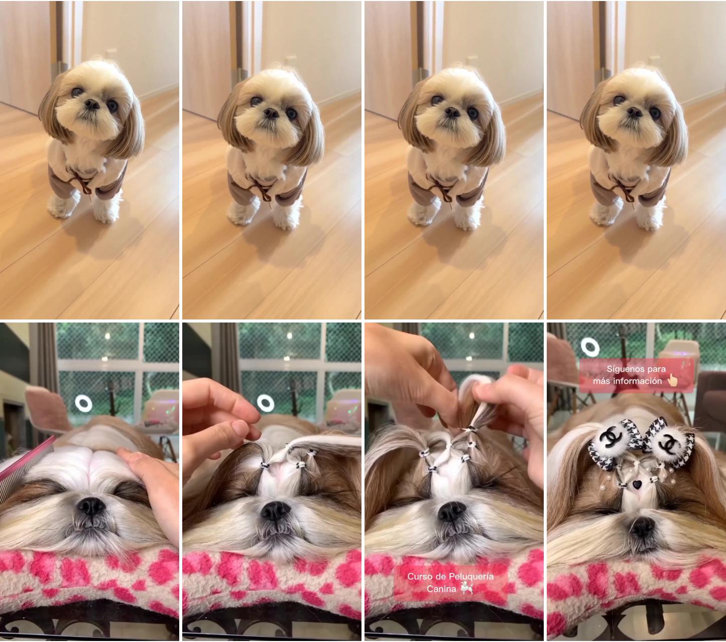 Its comb time; shih tzu puppy haircuts