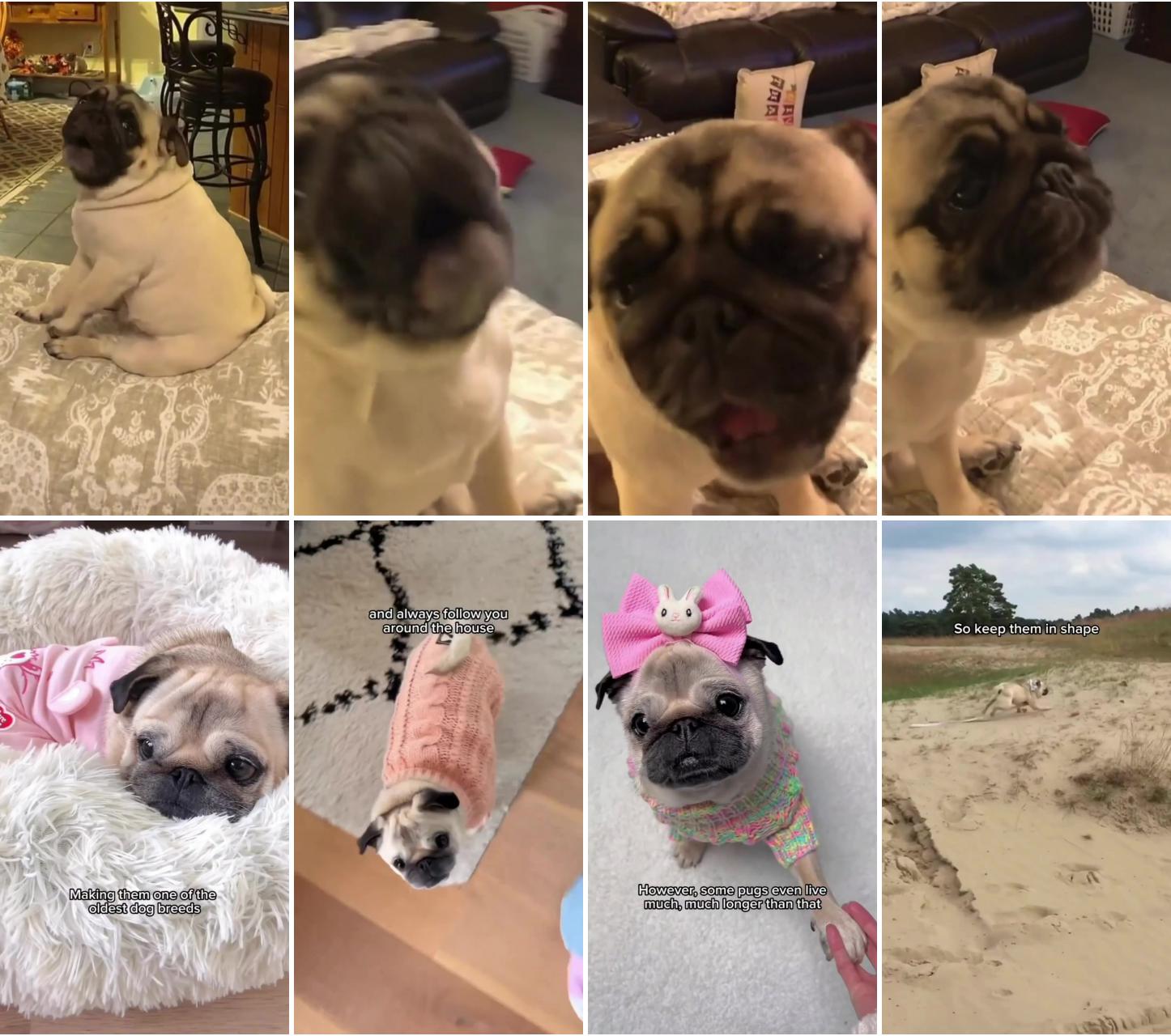 It's singing time ; best moments of the pug life, special moments for pug lover 