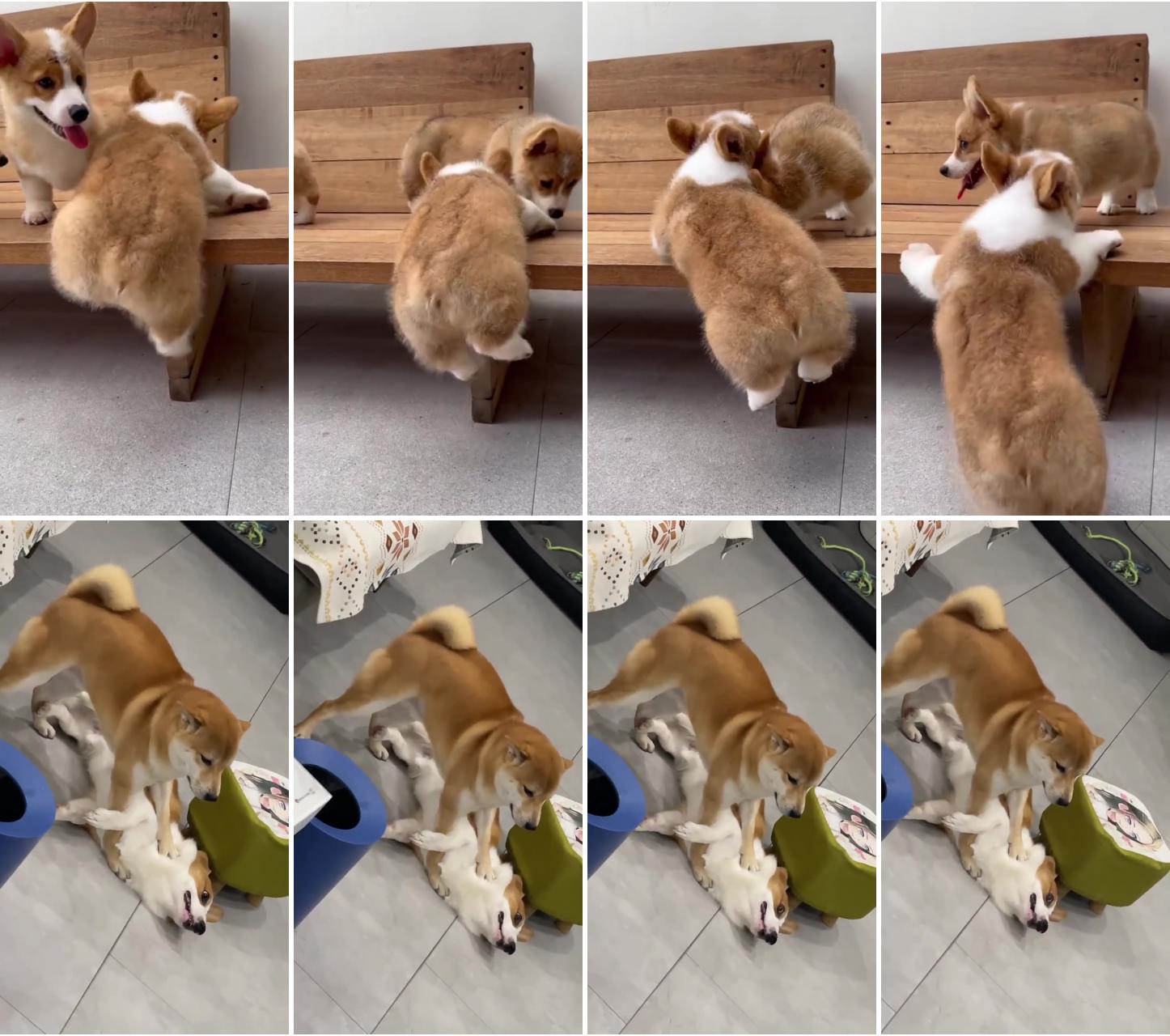 It's too hard for corgi puppy ; a war between japanese and british