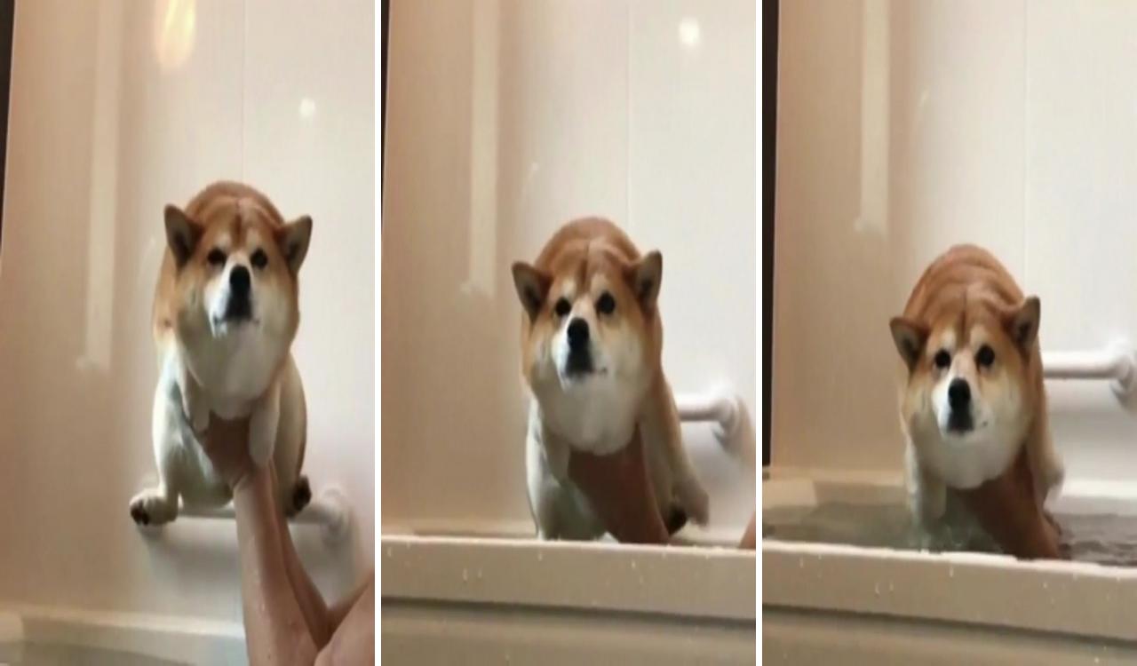 Ladies and gents, a shiba inu being lowered into a bathtub; cute funny animals