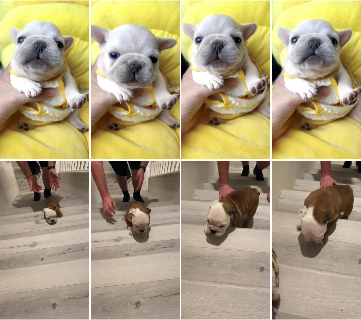 Little guy does the stairs; cute bulldog puppies