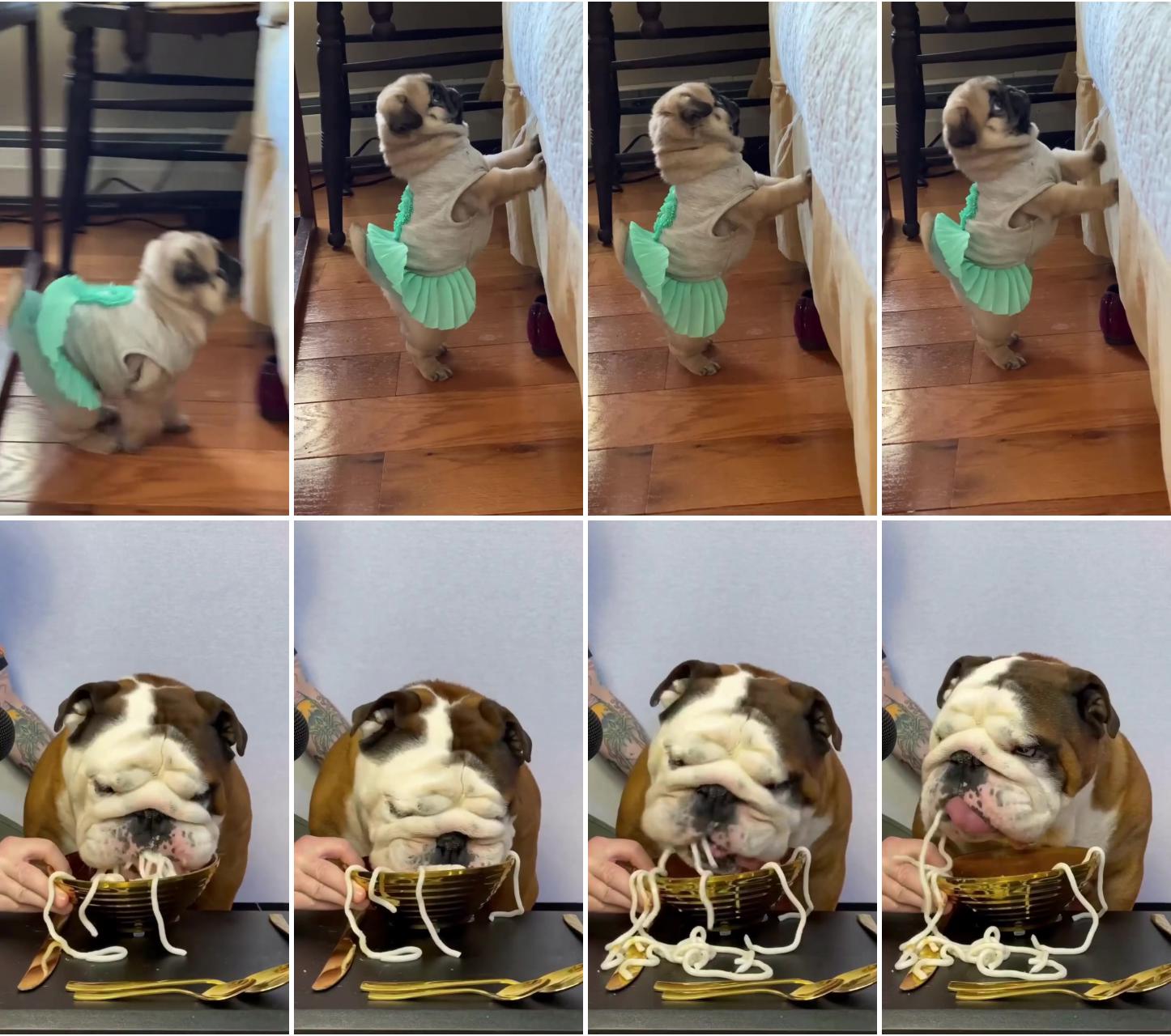 Little lift plz; funny french bulldog eating noodles