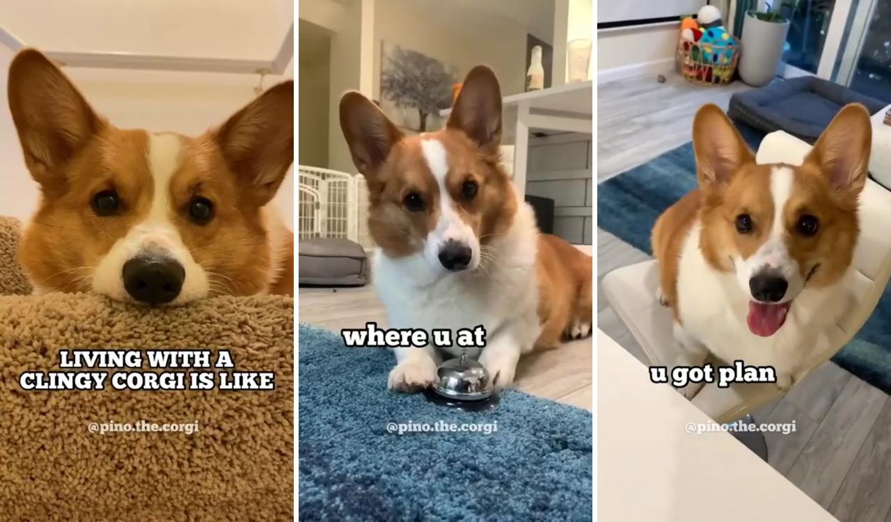 Living with clingy corgi. #corgi #corgidog #puppy #puppies #dog #doggy; corgi gif