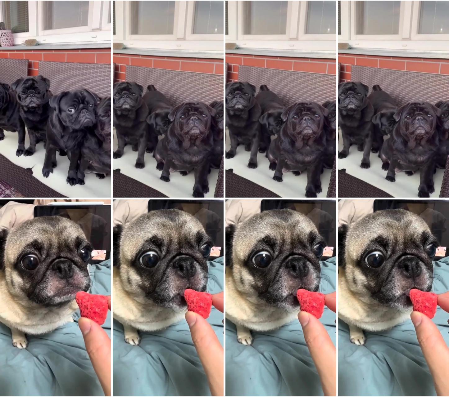 Love to pug eating ; hilarious pug puppy's reaction to strawberry cute and adorable dog eats fruit , funny video