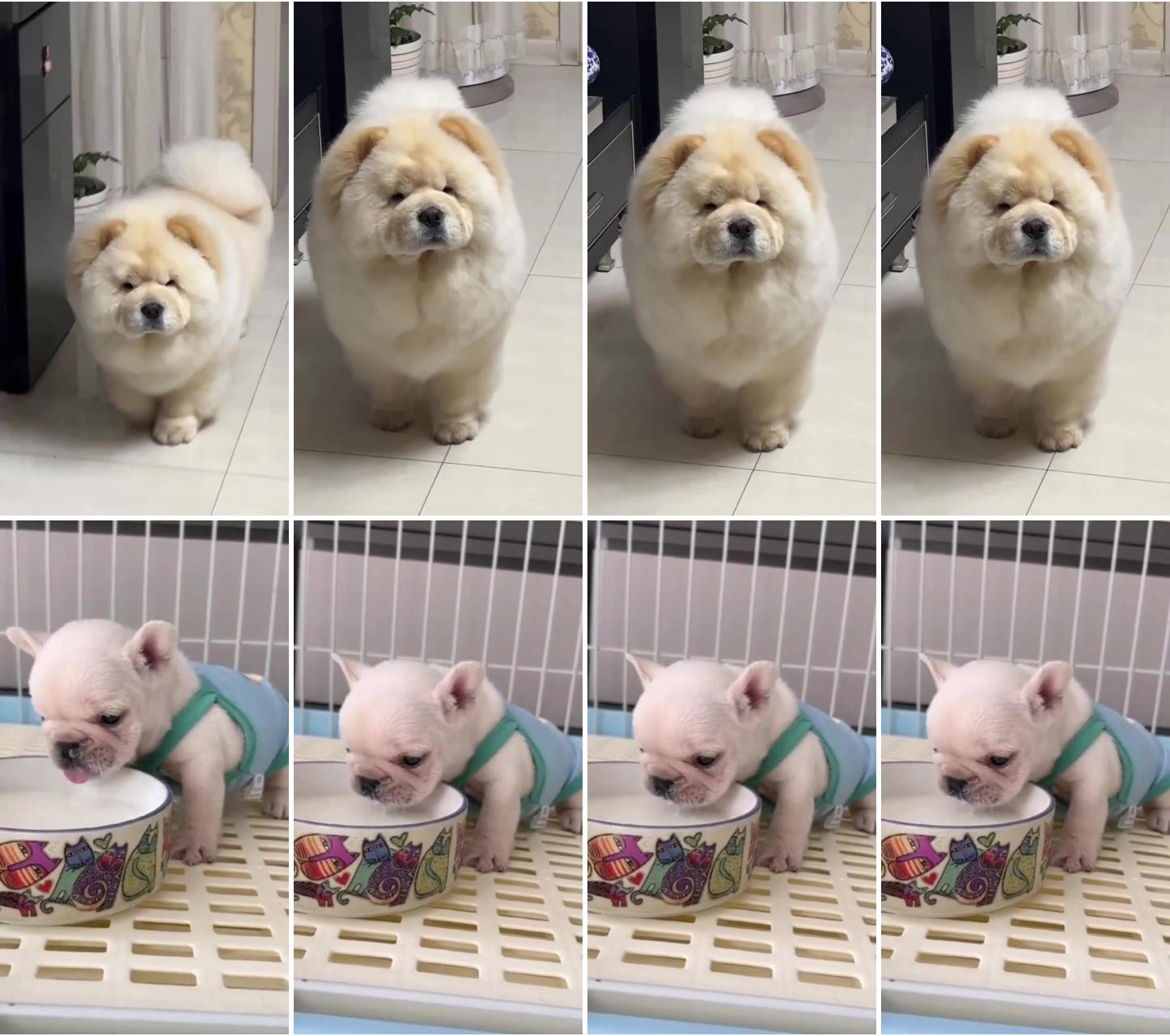 Lovely chow chow; cute baby bulldog breakfast time 