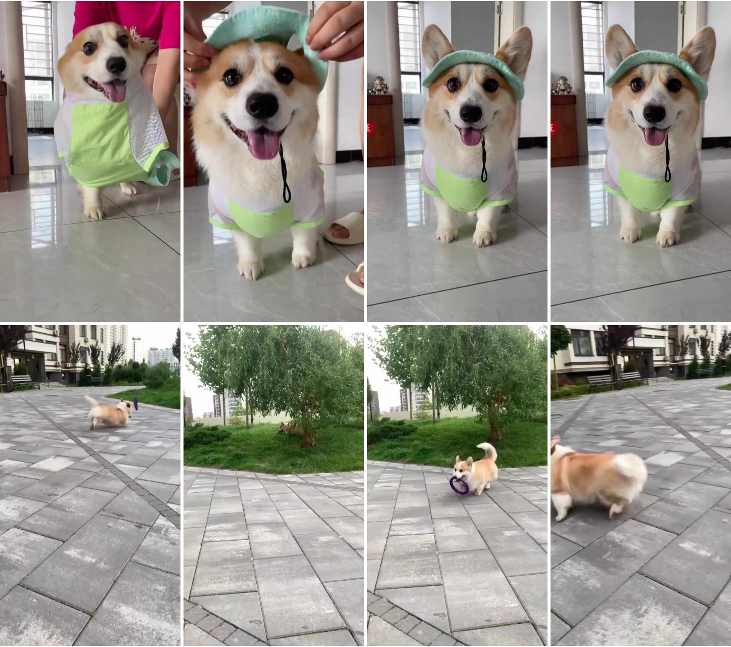 Lovely corgi puppy: it's summer time dont forget a hat when out walking; play time corgi  #corgi #puppy #dog