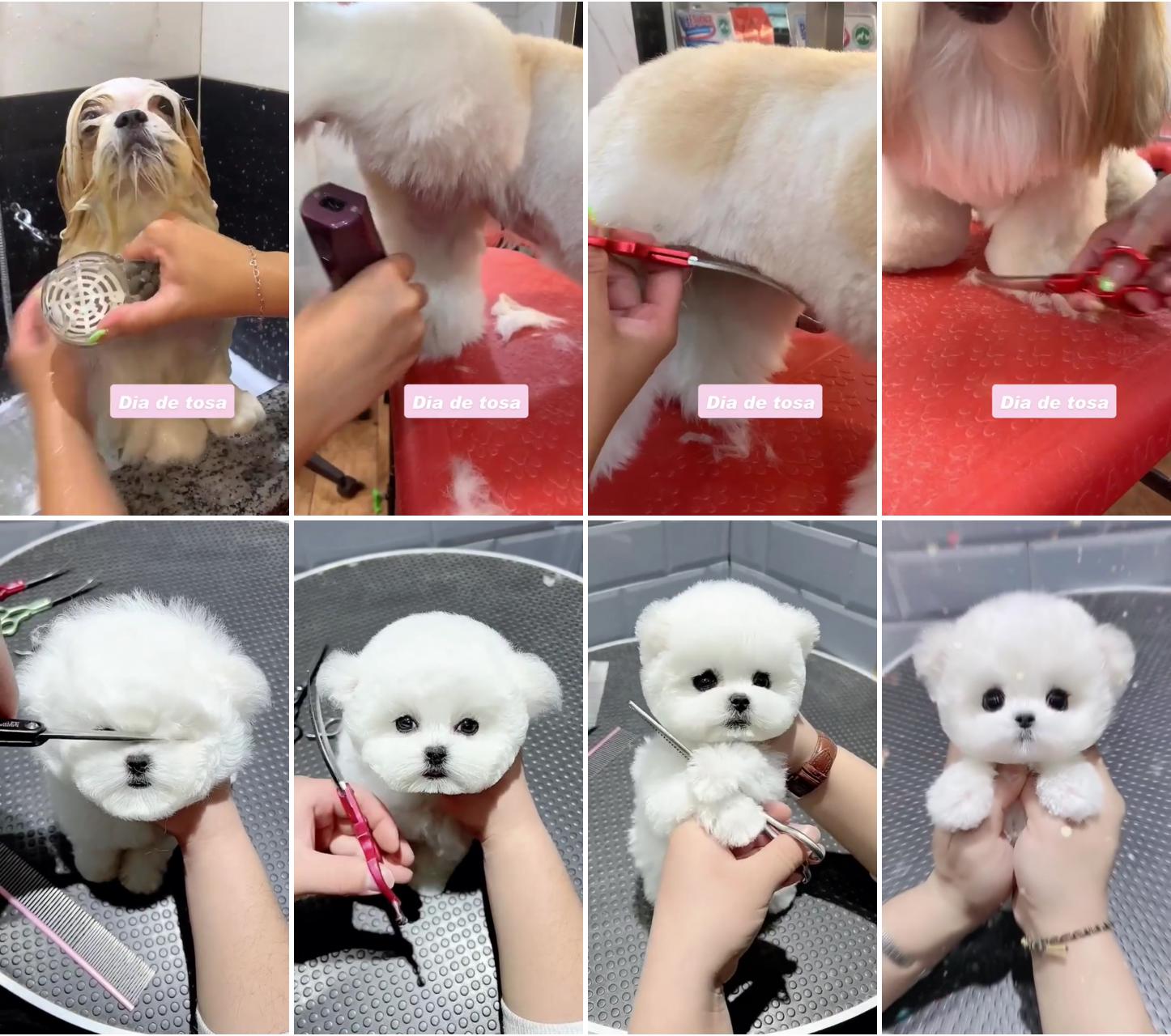 Mr. pa novice t figure; precious fluffy pup's trip to the groomer 