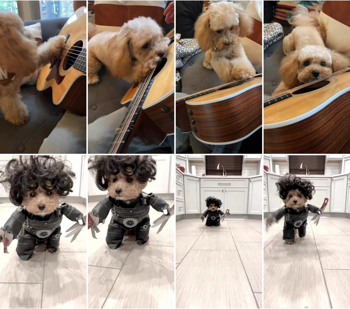 My maltipoo knows how to strum ; homemade edward scissor hands halloween dog costume